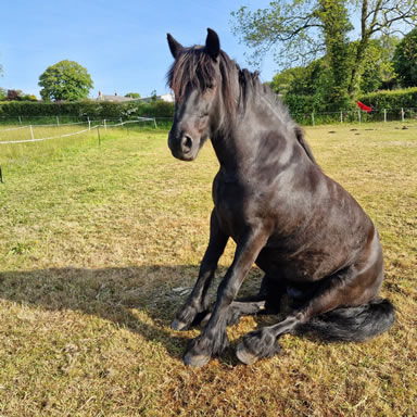 My horse Basil